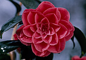 Camellia japonica 'Eximia'