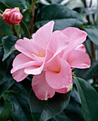 Camellia Japonica 'Fleur De Pecher'