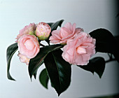 Camellia 'Mrs. Minna Seidl'