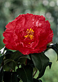 Camellia 'Fred Sonder'