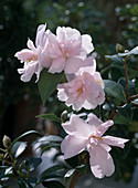 Camellia 'Itty Bit' Hybrid