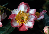 Camellia 'Ohkan'