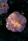 Camellia 'Jutta'