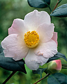 Higo Camellia