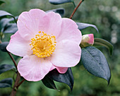 Camellia 'Hatsuwarai'