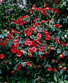 Camellia japonica