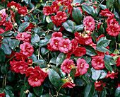 Camellia japonica