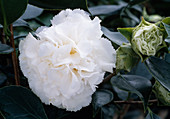 Camellia 'Kona'