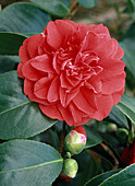 Camellia JAPONICA 'Kirin NO Homare'
