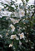Camellia Lutchuensis