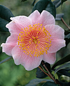 Camellia