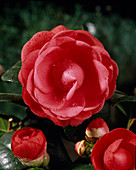 Camellia 'Adolph Andersson'