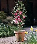 Camellia 'Mrs. Tingley'