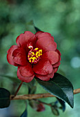 Camellia