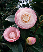 Camellia 'Nuccio's Pearl'