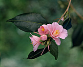 Camellia rosiflora