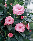 Camellia 'Sacco Vera'