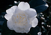 Camellia