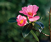 Camellia Saluenensis