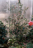 Camellia lutchuensis x C. japonica