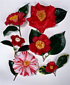 Camellia Japonica Tableau
