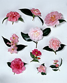 Camellientableau mit diversen