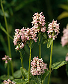 Stachys grandiflora 'Rosea' (Ziest)