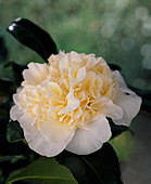 Camellia