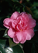 Camellia sasanqua 'Showa-no-ume' 'Queen of Night'
