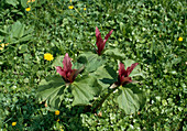 Trillium sessile 'Rubrum' (Dreiblatt)