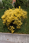 Cytisus x praecox