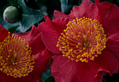 Camellia japonica Higo 'Hiodoshi'