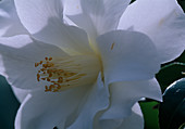 Camellia japonica 'White Nunn'