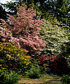 Cornus florida 'Alba'