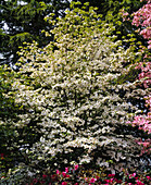 Cornus Florida 'Alba'