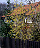 Cornus mas