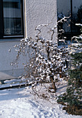 Corylus avellana 'Contortra'