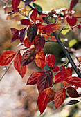 Cotoneaster moupinensis