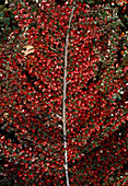 Cotoneaster horizontalis