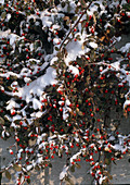 Cotoneaster dammeri