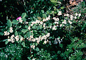 Cotoneaster multiflorus