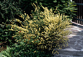 Cytisus X praecox