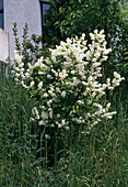 Exochorda racemosa