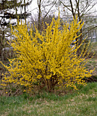 Forsythia intermedia