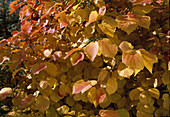 Fothergilla major