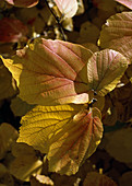 Fothergilla major