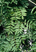 Fraxinus excelsior 'Pendula'