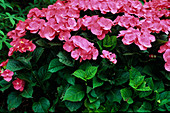 Hydrangea macrophylla 'Plate Rouge'