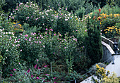 Hibiscus syriacus