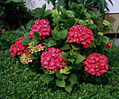 Hydrangea macrophylla